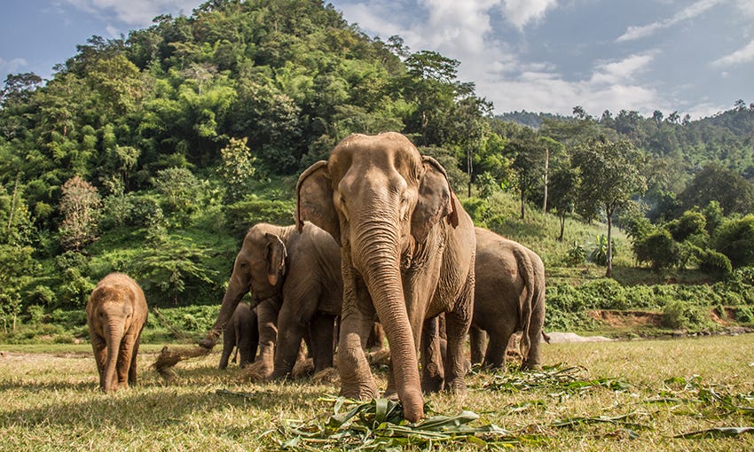 Harmony in the Habitat: Uniting Wildlife Conservation and Sustainable ...