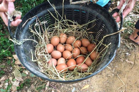 The Power of Choice: Your Impact with Happy Grocers' Organic Eggs