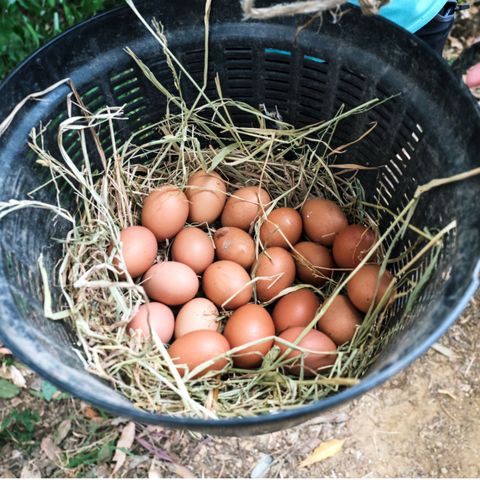 organic eggs from thai farm