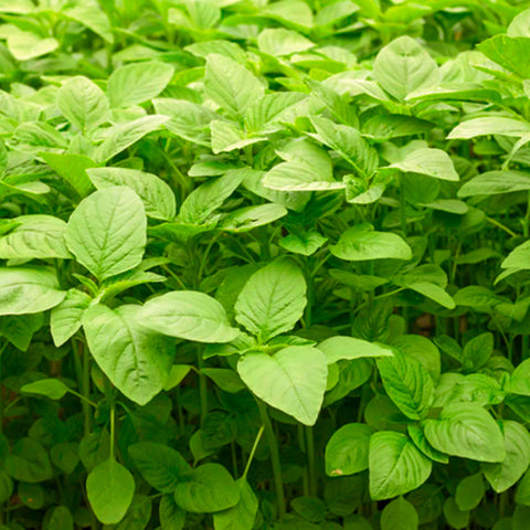 Organic Green Amaranth / Spinach • 100g