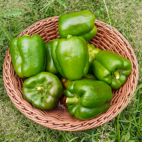 Green Bell Peppers