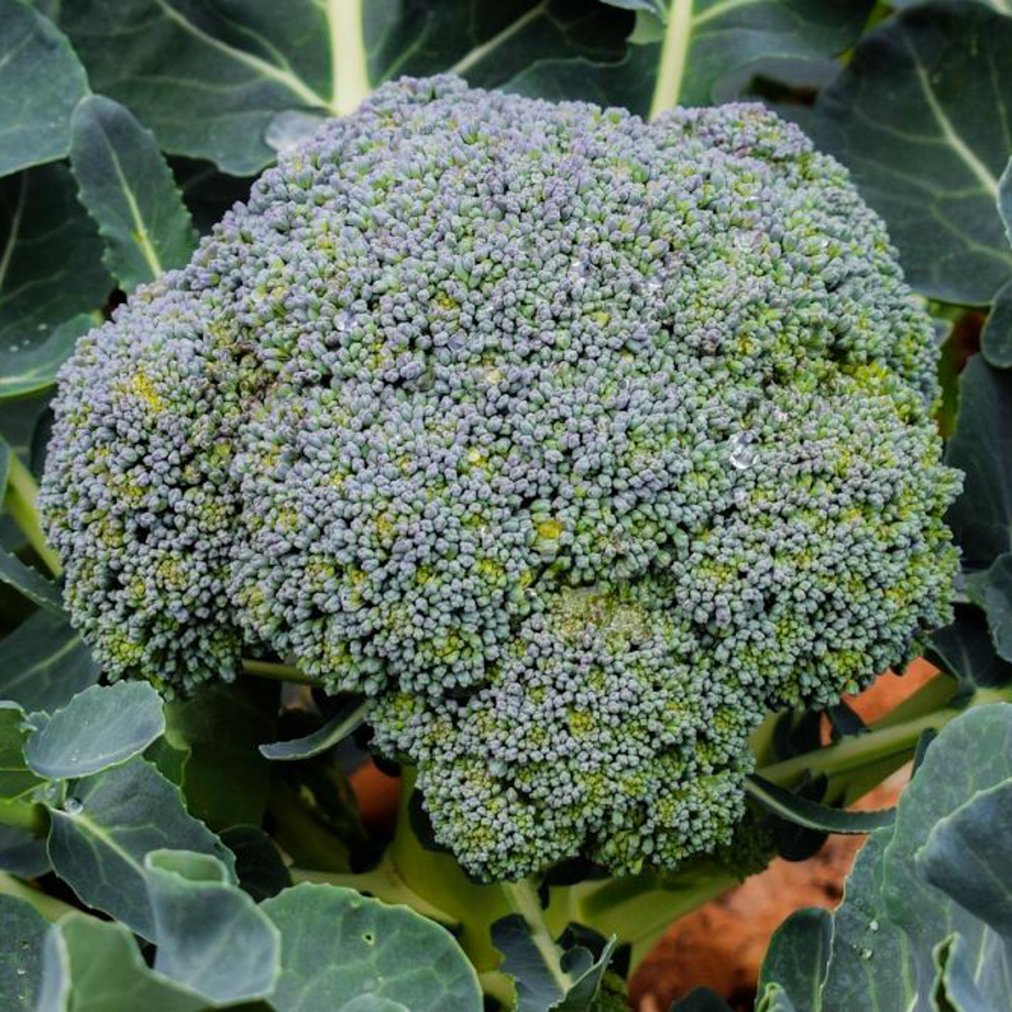 Broccoli | Plant Based Protein • Grocery Delivery Bangkok – Happy ...