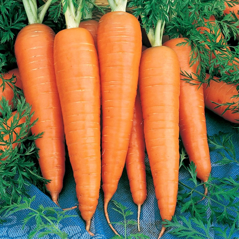 Carrot • 1 Piece
