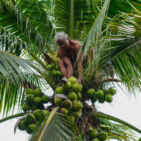 Pure Coconut Water • 250ml