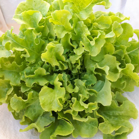 Organic Salad - Green Oak Lettuce • 200g