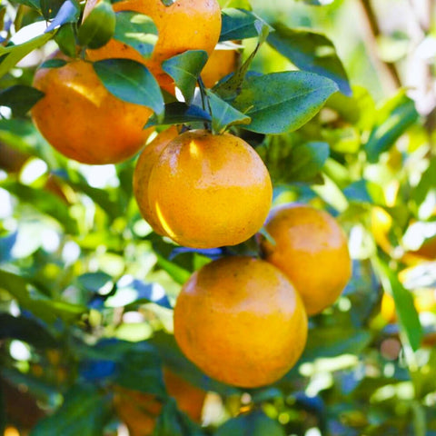 Organic Honey Suckle Orange • 500g