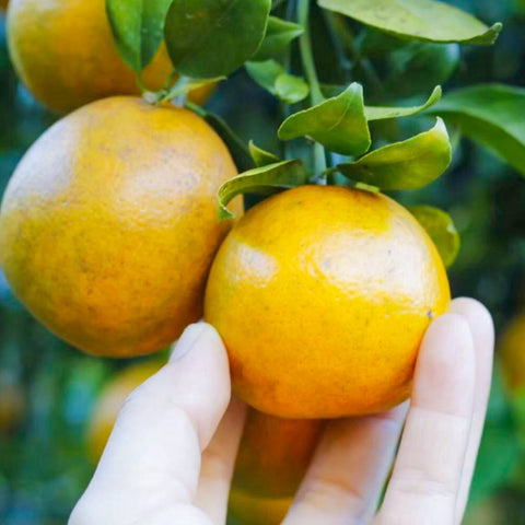 ส้มสายน้ำผึ้ง • 500g