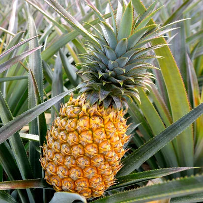 Pineapple • 1 Piece