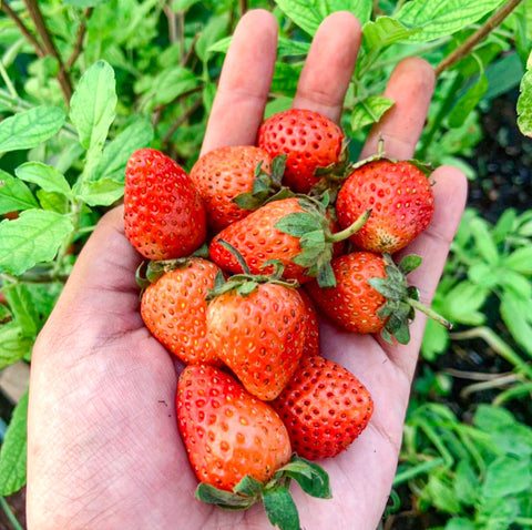 Organic Strawberry • 100g