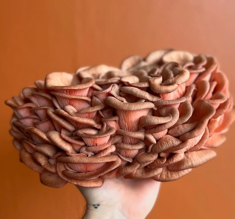 Pink Oyster Mushroom • 200~250g