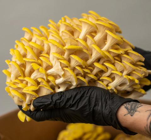 Golden Pleurotus Mushroom • 200~250g