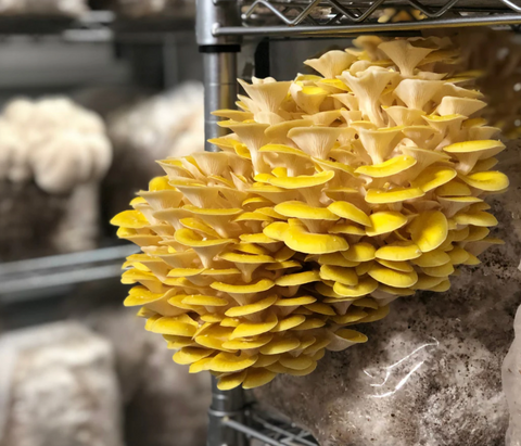 Golden Pleurotus Mushroom • 200~250g