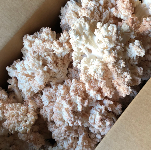 Coral Tooth Mushrooms : 200g - 250g