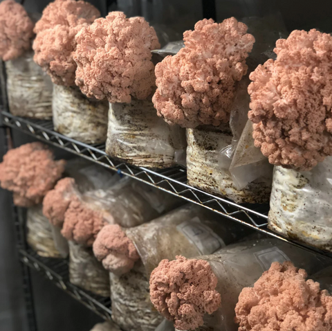 Coral Tooth Mushrooms • 200~250g