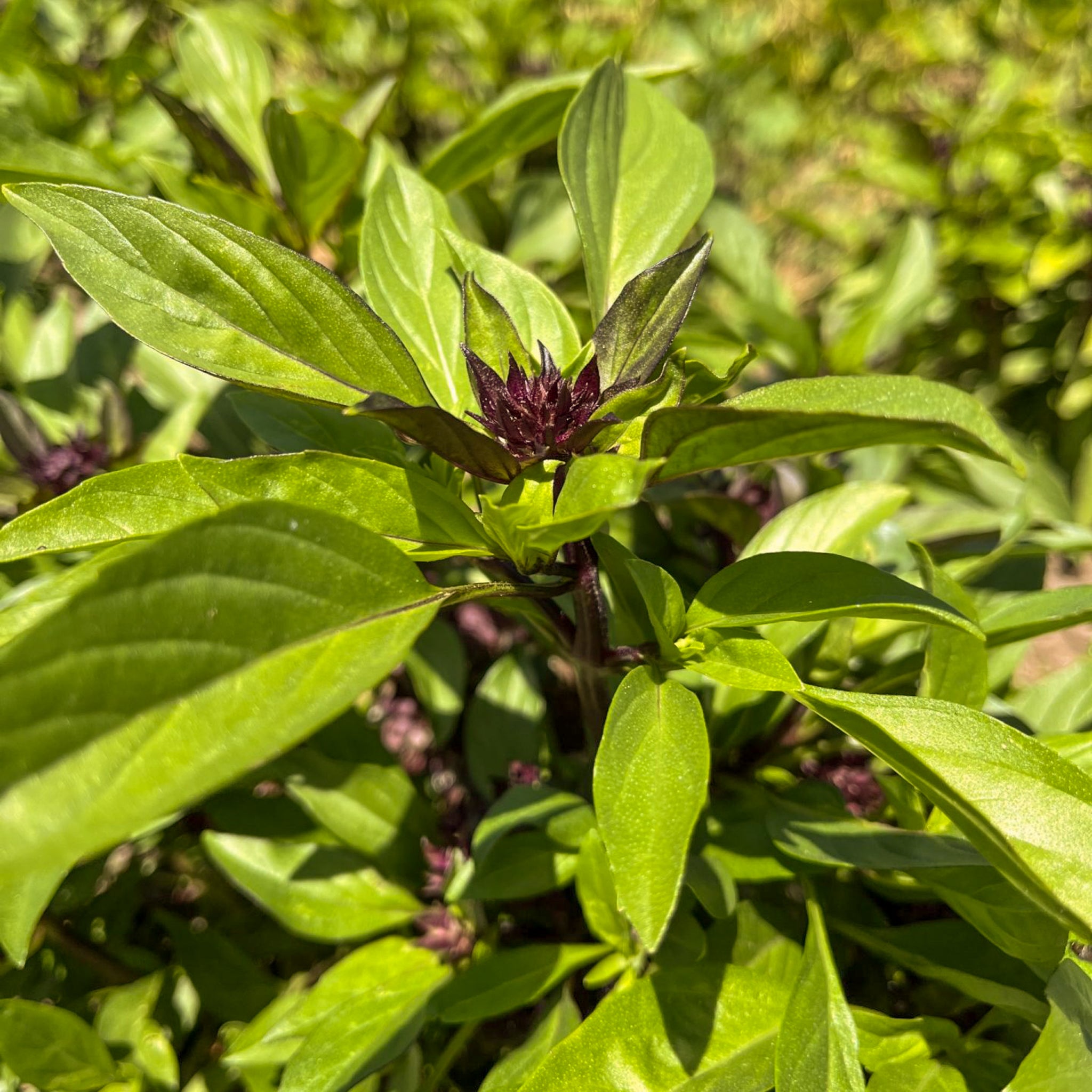 Organic Thai Sweet Basil 100g